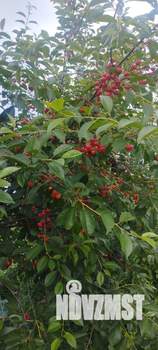 Дом 45м², 1-этажный, участок 15 сот.