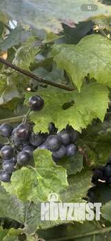 Дом 40м², 2-этажный, участок 5 сот.