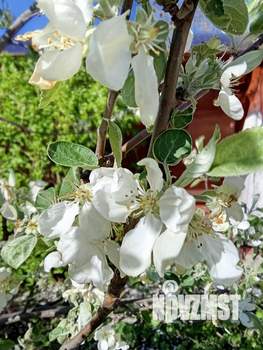 Дом 42м&sup2;, 2-этажный, участок 5 сот.  