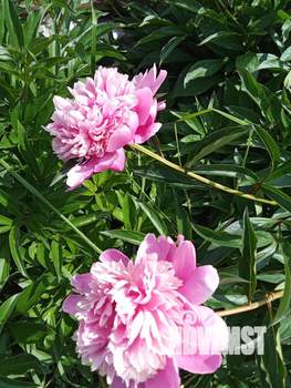 Дом 42м&sup2;, 2-этажный, участок 5 сот.  