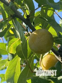 Дом 40м&sup2;, 2-этажный, участок 5 сот.  